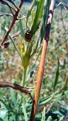Metallactus pollens