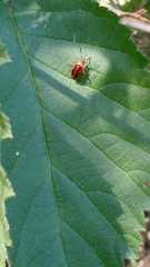 Horciasinus argentinus