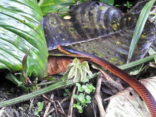 Oxyrhopus formosus