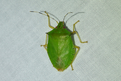 Chlorocoris isthmus