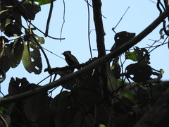 Machlolophus aplonotus