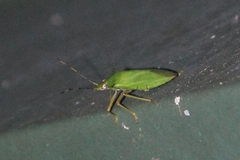 Chlorocoris isthmus