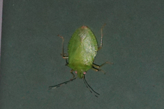 Chlorocoris isthmus