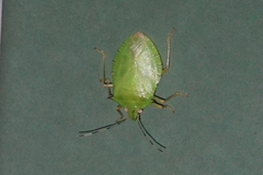 Chlorocoris isthmus
