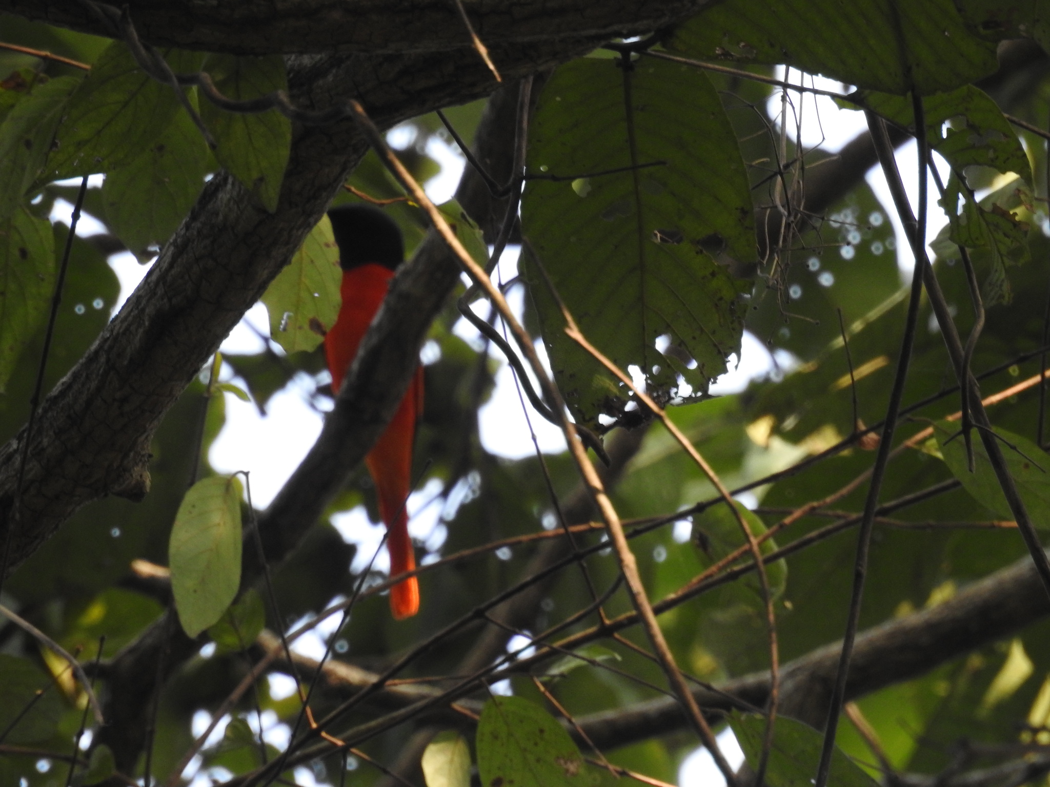 Scarlet Minivet