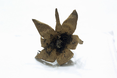 Myriostoma