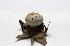 Myriostoma