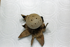 Myriostoma
