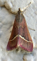Pyrausta volupialis