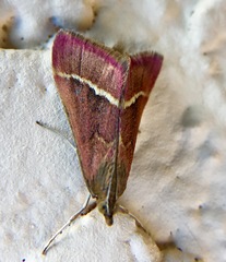 Pyrausta volupialis