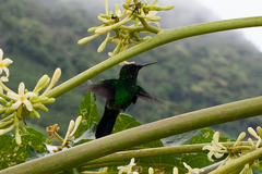 Thalurania glaucopis