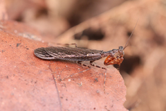 Pseudomiopteryx spinifrons