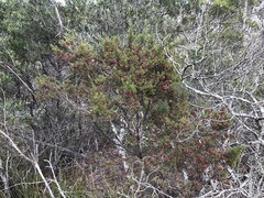 Dodonaea filiformis