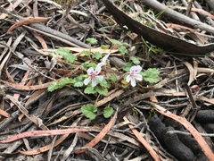 Pelargonium inodorum