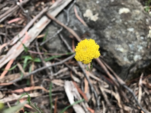 Image of Billy Buttons (Craspedia glauca) by (c) Miguel de Salas, some rights reserved (CC BY-SA)