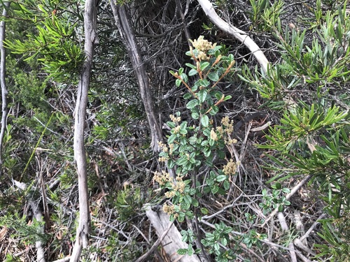 Pomaderris racemosa, photograph 5