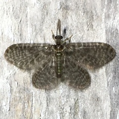 Nallachius americanus