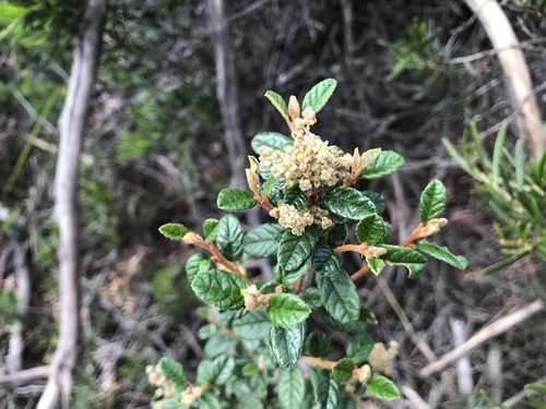 Pomaderris racemosa, photograph 4