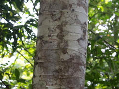 Cecropia palmata