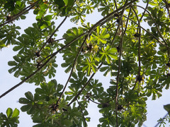Cecropia palmata