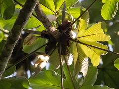 Cecropia palmata