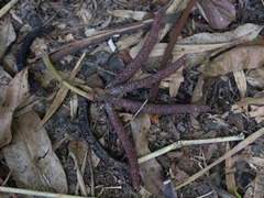 Cecropia palmata