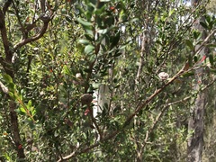 Leptospermum grandiflorum
