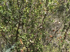 Leptospermum grandiflorum