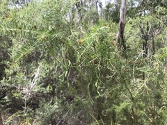 Acacia verticillata verticillata