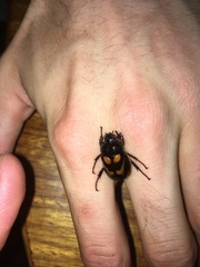 Oryctomorphus bimaculatus