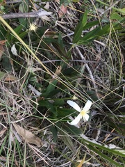 Clematis gentianoides