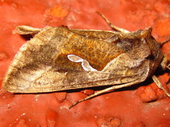 Macdunnoughia confusa