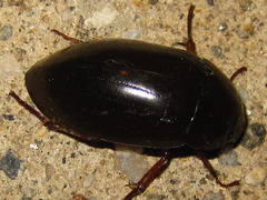 Hydrochara affinis