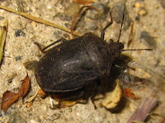 Scotinophara lurida
