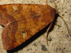 Diarsia canescens