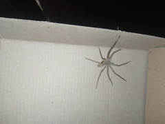 Heteropoda venatoria