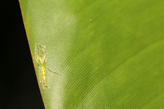 Itata