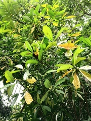 Coffea liberica