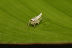 Eustiromastix spinipes