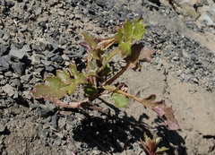 Senecio marotiri