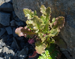 Senecio marotiri