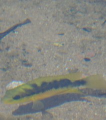 Amphilophus istlanus