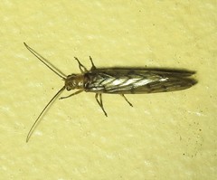 Stenosialis australiensis