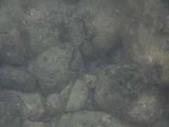 Hippocampus ingens