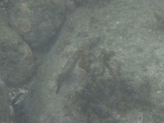 Hippocampus ingens