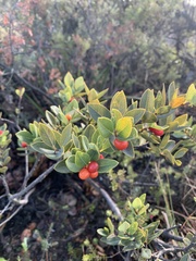 Wikstroemia