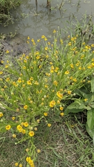 Helenium quadridentatum