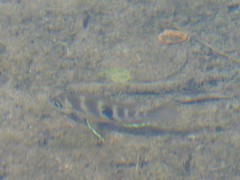 Thorichthys maculipinnis