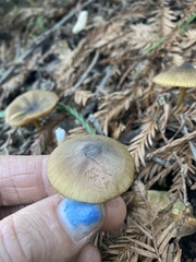 Entoloma formosum