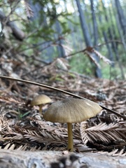 Entoloma formosum